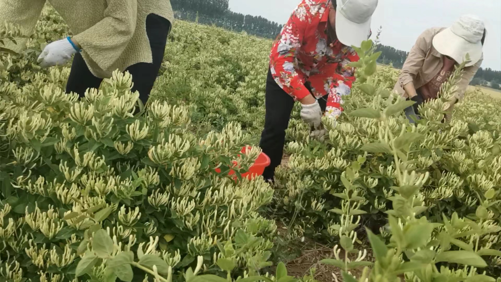國家林業(yè)局造林綠化司司長王祝雄在省、市林業(yè)部門相關(guān)領(lǐng)導(dǎo)陪同下