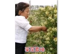 純雷金銀花采集視頻