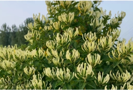 純蕾金銀花種植條件要求